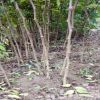 鳴駿園藝場年后大量供應大紅袍花椒苗1公共花椒樹