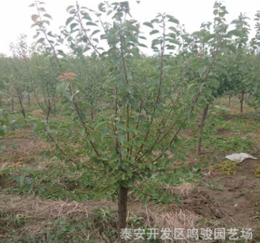 山東杏樹(shù)苗基地哪里好 批發(fā)1-2公分珍珠油杏樹(shù)苗 凱特金太陽(yáng)杏樹(shù)