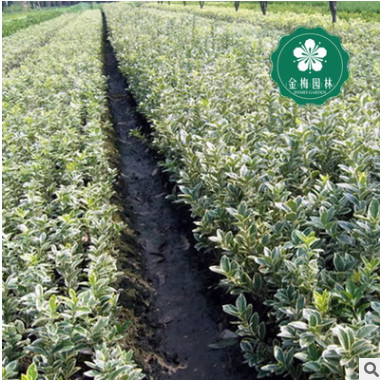 宜昌金邊黃楊30-40公分金邊冬青衛(wèi)矛 大葉黃楊園林綠化工程苗批發(fā)