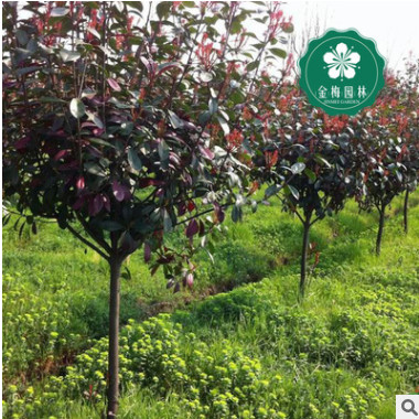 宜昌紅葉石楠160-180公分紅羅賓紅唇強健魯賓斯火艷園林綠化批發(fā)
