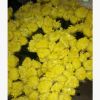 昆明鮮花批發(fā) 清明節(jié)鮮花批發(fā)大白菊花，大花菊花，切花菊