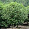 供應(yīng)各類桂花，綠化工程價(jià)格合理