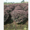 苗木代辦.批發精品紅花繼木球精品供應