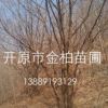 產(chǎn)地直供 叢生山槐 遼寧山槐價(jià)格 風(fēng)景行道造園植物 東北大喬木