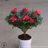 杜鵑花盆栽花卉植物 帶花苞發 貨死不了的花 陽臺室內 一直開花