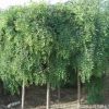 基地大量直銷優質垂槐樹苗 綠化工程用苗 龍瓜槐小苗 規格齊全
