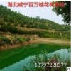 湖北咸寧直銷各種叢生獨桿直徑3-20公分桂花樹 金桂八月桂丹桂樹