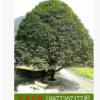 行道風(fēng)景樹 桂林桂花樹 25公分桂花 成活高