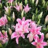 香水百合種球 ,批發，陽臺辦公室盆栽植物 當年開花 品種齊全