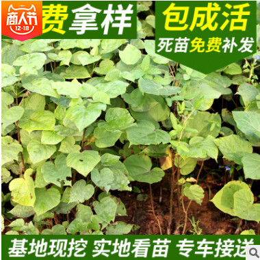 梧桐梓樹 梓樹種苗 梓樹各種規(guī)格批售 大量喬木銷售 花灌木批