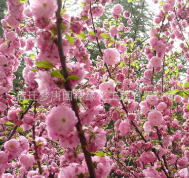 銷售庭院觀花植物 榆葉梅小苗 道路供應(yīng)綠化工程苗木批發(fā)