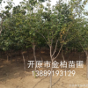 長期批發(fā) 叢生暴馬丁香 沈陽綠化苗木 白丁香 庭蔭樹 風(fēng)景樹報價
