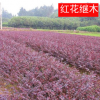 批發庭院綠化工程苗 紅花繼木小苗 球類 彩色綠化苗木盆栽批發