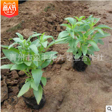 基地?zé)徜N 優(yōu)質(zhì)草花花卉 藍(lán)花 鼠尾草 綠化苗木低價批發(fā)