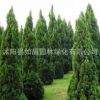 四季青墓地松塔柏樹苗松樹苗松柏側柏檜柏柏樹蜀檜寶塔松龍柏苗
