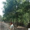 國槐20公分價格，20公分國槐基地批發大規格國槐