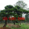 黑松盆景--造型黑松—12公分黑松/15公分