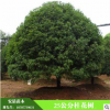 精品25公分桂花樹 批發(fā)常綠喬木供應(yīng)各種規(guī)格綠化苗木工程苗木