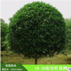 桂林安清苗木供應(yīng)精品18-20公分桂花樹 大桂花樹