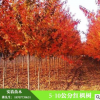 供應(yīng)精品5-10公分紅楓樹 美國紅楓 日本紅楓