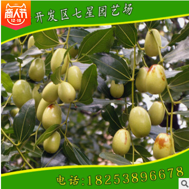 去哪找高產(chǎn)好成活優(yōu)質(zhì)金絲小棗棗樹(shù)苗 山東優(yōu)質(zhì)金絲小棗種植培育