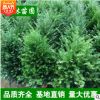 低價苗圃 紅豆杉 曼地亞紅豆杉 小苗批發(fā) 規(guī)格齊全 量大優(yōu)惠