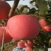 大量批發蘋果樹 煙富蘋果樹 紅將軍蘋果樹品種純正 包運輸