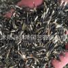批發(fā)優(yōu)質(zhì)孔雀草種子草花種子孔雀草花卉種子觀花孔雀草種子量大從
