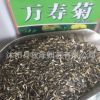 批發(fā)優(yōu)質(zhì)萬壽菊種子草花種子萬壽菊花卉種子量大優(yōu)惠品質(zhì)保證