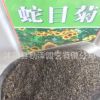 批發(fā)優(yōu)質(zhì)蛇目菊種子花卉蛇目菊花卉種子量大優(yōu)惠品質(zhì)保證