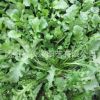 批發(fā)優(yōu)質(zhì)蔬菜種子野菜薺菜種子菱角菜種子品質(zhì)保證量大優(yōu)惠