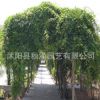 批發(fā)林木種子 紫藤花種子 藤蘿種子 爬藤花卉 當(dāng)年新采 品種齊全