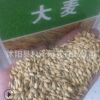 批發(fā)優(yōu)質(zhì)大麥草種子牧草種子野麥草種子高產(chǎn)牧草大麥草品種齊全