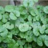 批發(fā)優(yōu)質(zhì)馬蹄金種子銅錢草種子草坪牧草種子馬蹄金種子量大優(yōu)惠