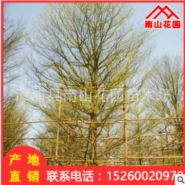 廠家綠化苗木小葉欖仁 基地直銷批發庭院園林工程細葉欖仁喬木