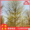 廠家綠化苗木小葉欖仁 基地直銷批發庭院園林工程細葉欖仁喬木