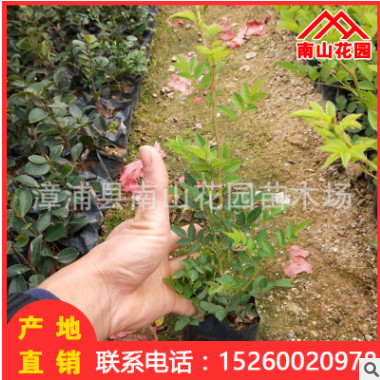 薔薇地被袋苗批發(fā) 室內(nèi)陽臺(tái)綠化花卉盆栽 廠家直銷 園林景觀工程