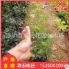 薔薇地被袋苗批發 室內陽臺綠化花卉盆栽 廠家直銷 園林景觀工程