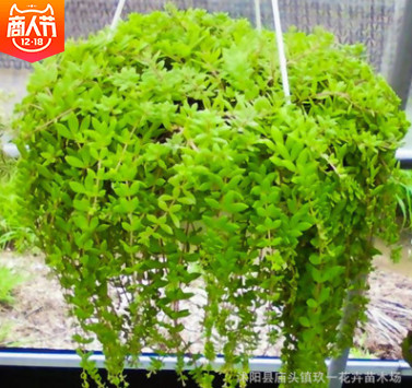 批發垂盆草 中藥用 水培花卉 綠色植物盆栽花卉 垂盆草懶人盆栽
