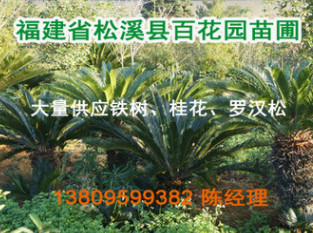 大量供應(yīng) 鐵樹（閩北鐵樹生產(chǎn)基地） 蘇鐵 鐵樹種子 鐵樹苗