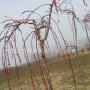 鴻林花卉苗木 批發各種品種苗木 優質垂梅 耐寒垂枝梅 品質優良