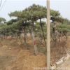 基地專業供應景松 泰山迎客松 松樹造型 迎客松價格