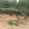 基地專業供應泰山景松 樹形美觀 造型獨特 造型油松 量大優惠