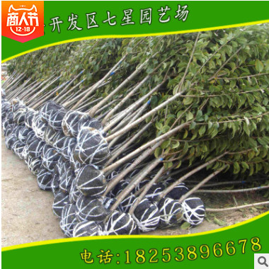 吉塞拉砧木櫻桃苗出售基地長期出售各規(guī)格優(yōu)質(zhì)吉塞拉品種櫻桃苗