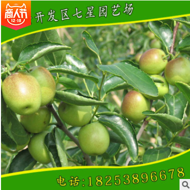 供應(yīng)優(yōu)質(zhì)沾化冬棗1號(hào)棗樹(shù)苗 馬牙棗樹(shù)苗 規(guī)格品種全 歡迎來(lái)電咨詢