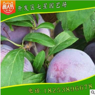 長期出售優(yōu)質(zhì)安哥諾李李子苗 好成活 易管理規(guī)格全長期出售中
