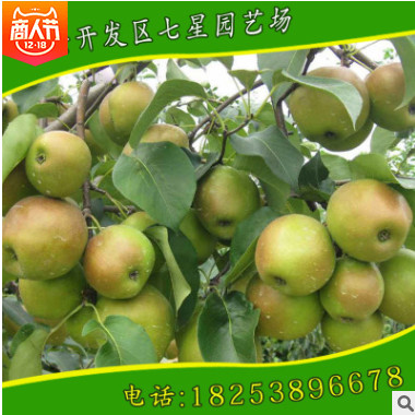 出售優(yōu)質(zhì)品種豐水梨樹苗 嫁接品種梨樹苗 黃金梨樹苗 直銷供應(yīng)