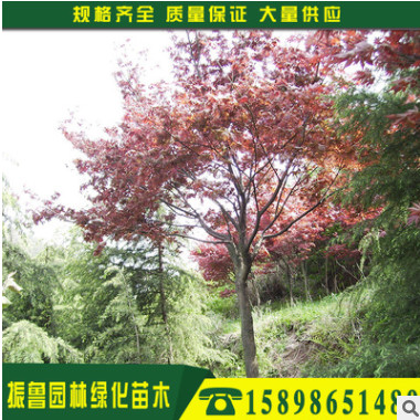 廠家供應園林苗木工程欒樹 防護15公分北欒樹 苗木種植基地