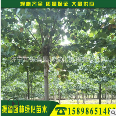 歡迎來電15898651489 濕地綠化庭蔭樹苗法桐 成活率高