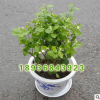基地直銷 茉莉花苗 室內觀花植物 芳香植物 茉莉花盆栽 凈化空氣